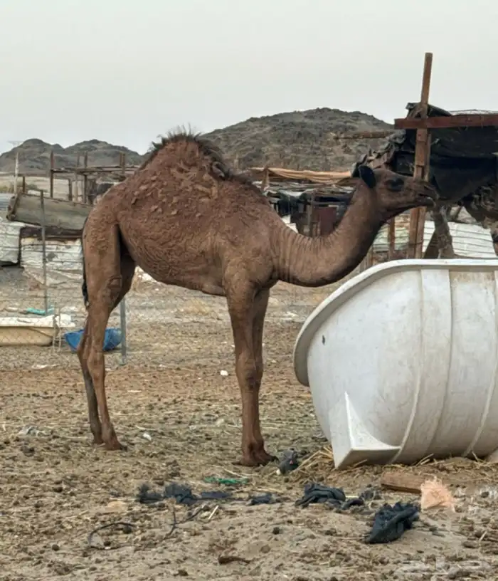 ناقة تحتها بكرة 4