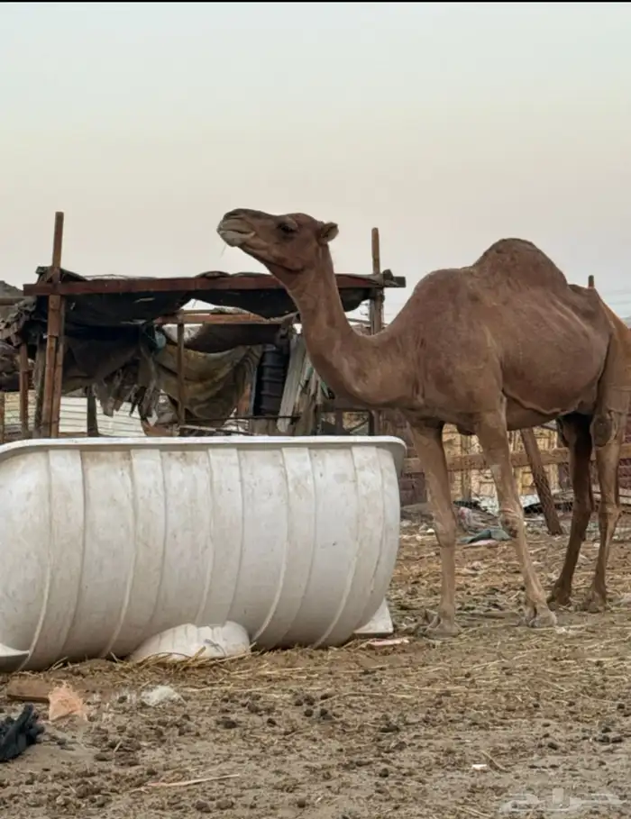 ناقة تحتها بكرة 5