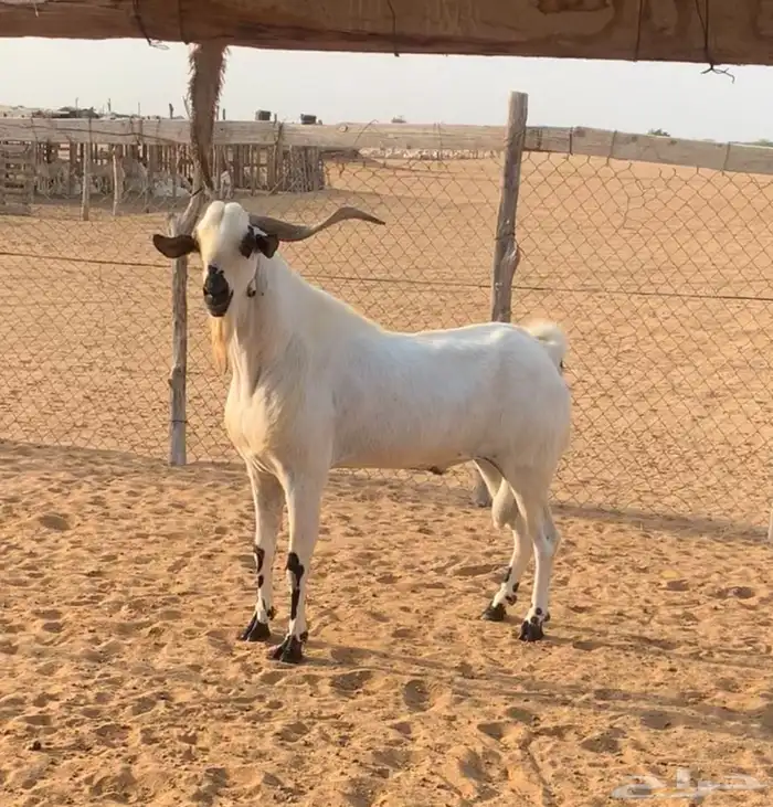 تيس بيشي اكحل 1