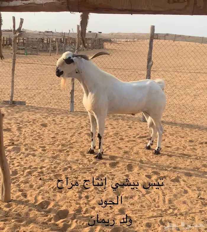 تيس بيشي اكحل 0
