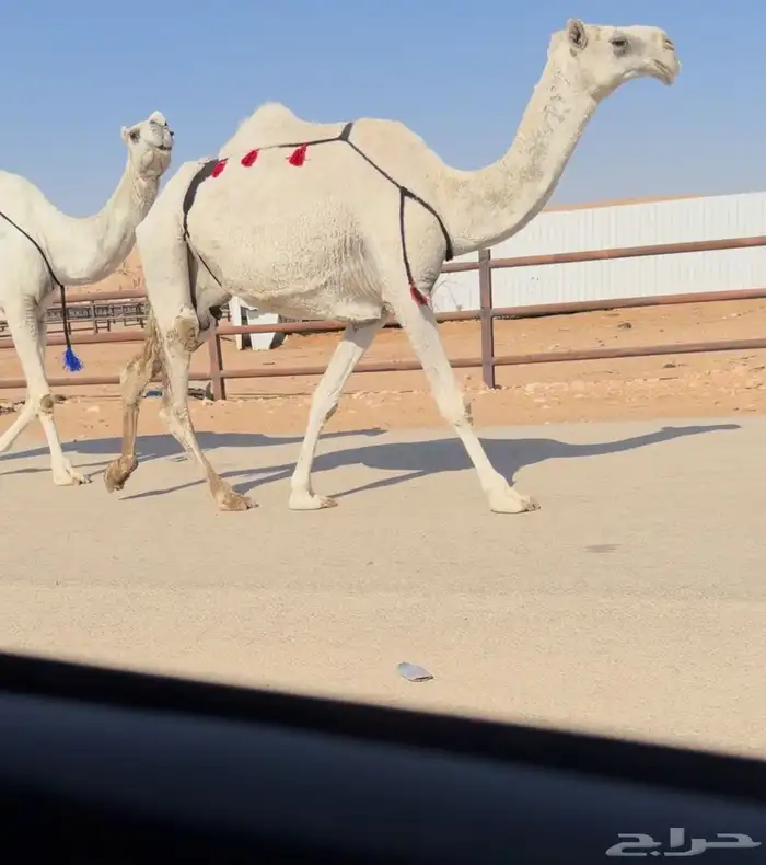 عشراء معزول ولدها 1
