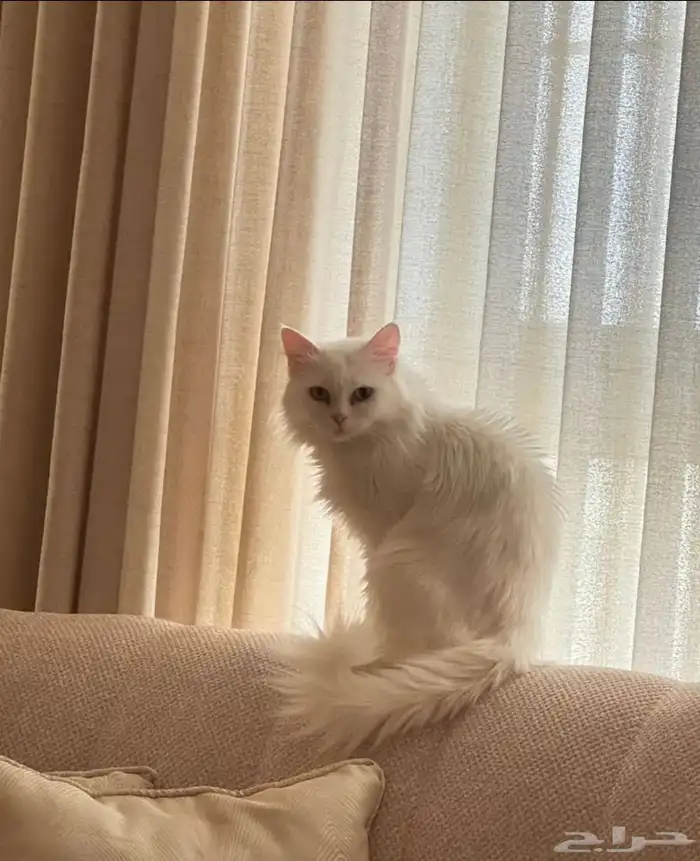 تبني 0