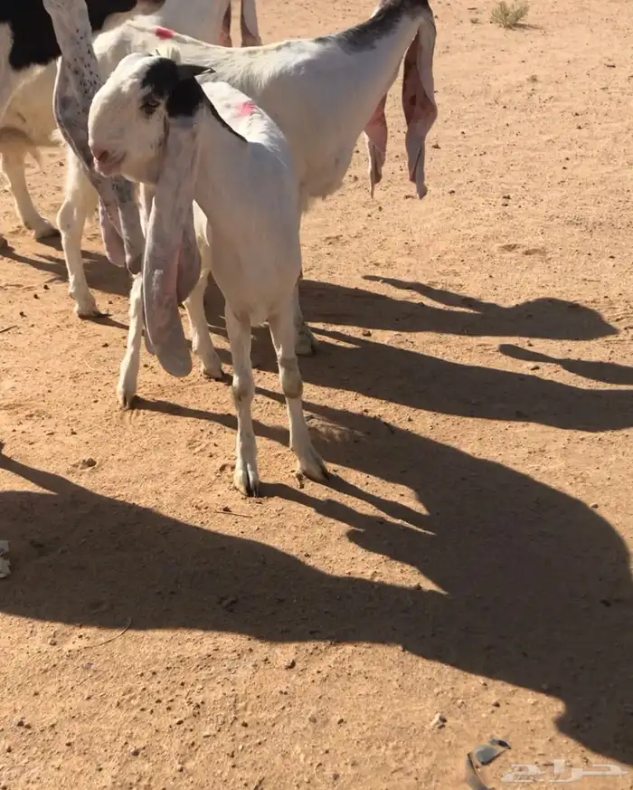 للبيع معزا خصم مضاريع 3