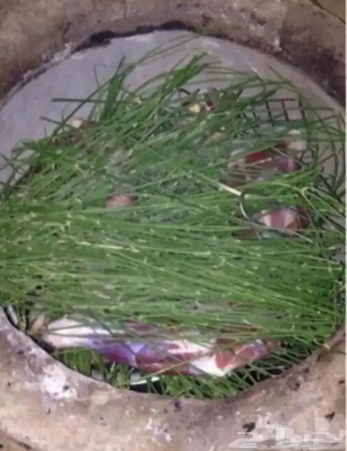 مرخ طازج 2