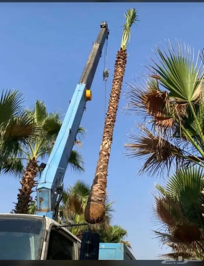متوفر نخيل واشنطنيا جميع الاطوال ونخيل عربي ونخيل ملوكي 3