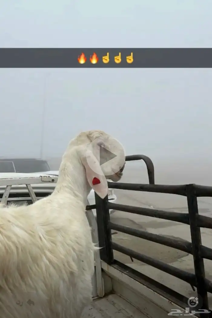 مشروع فحل عيسي معرف 2