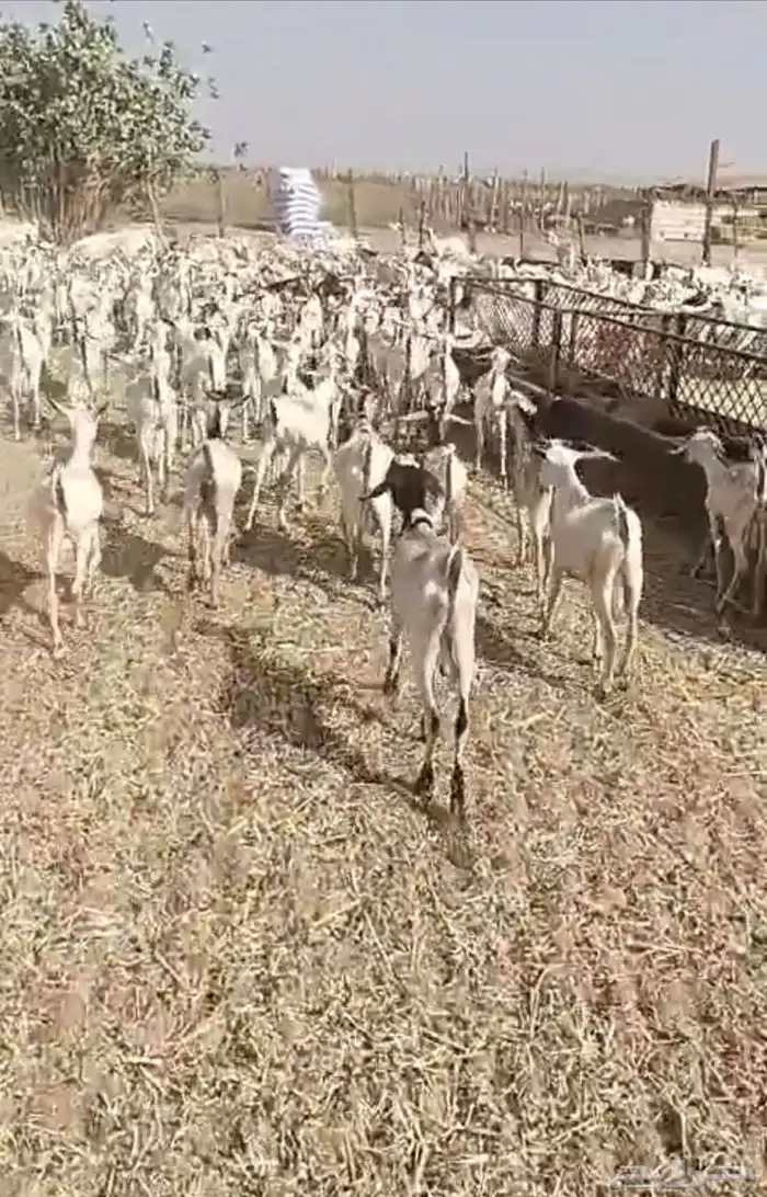 تيوس بحاره جذعان 2