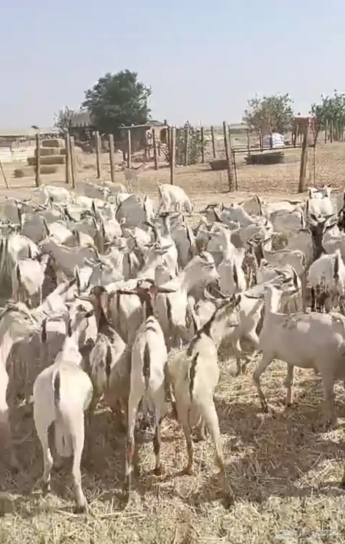 تيوس بحاره جذعان 1