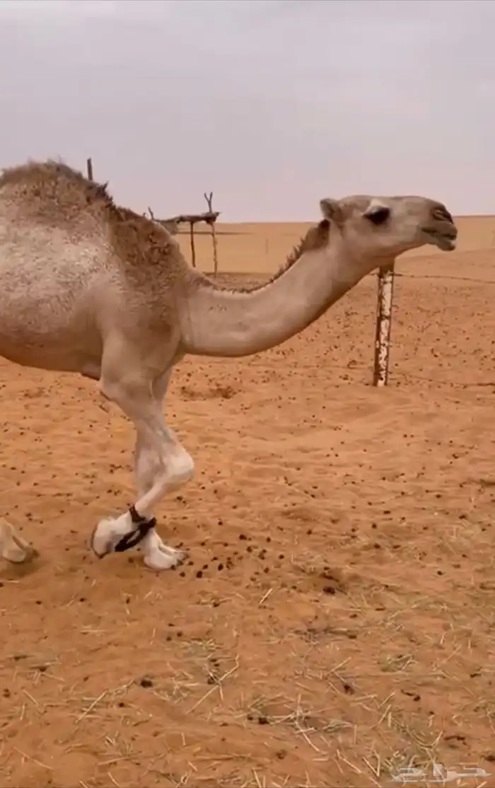 قعود حق اجزاء 4