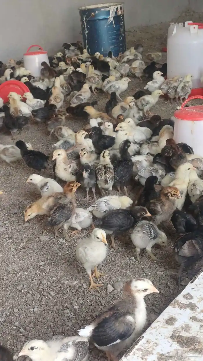 صوص دجاج بلدي 2