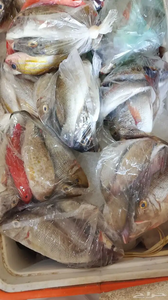 سمك مشكل بلدي طازج بالكيلو 0