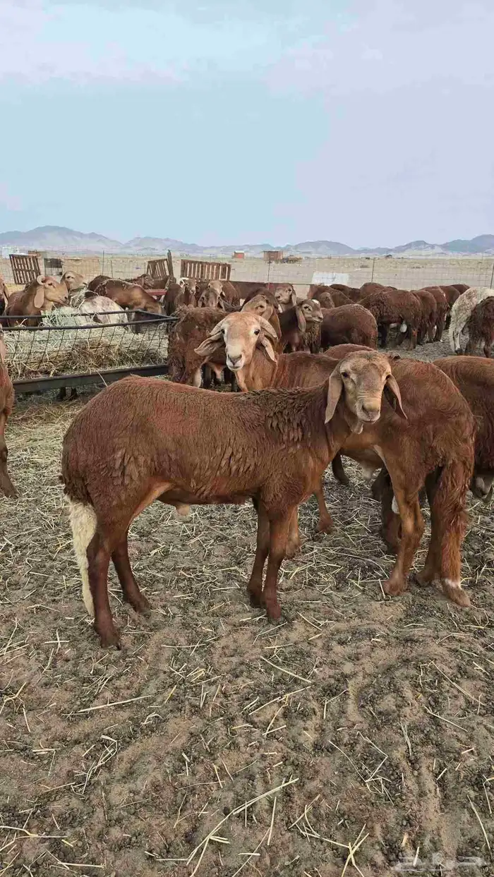 ذبائح سواكن حمري تربيه وطليان حريه ماشاء الله فل شحم 9
