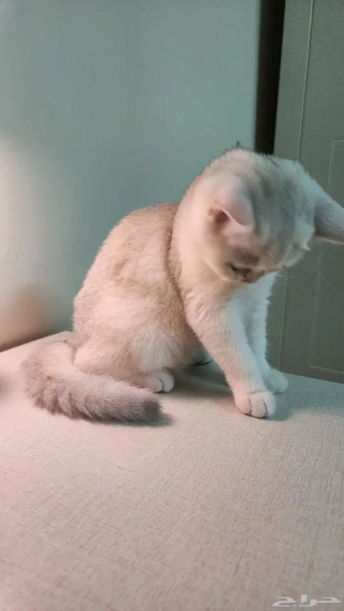 قطة سكوتش ستريت للبيع 2