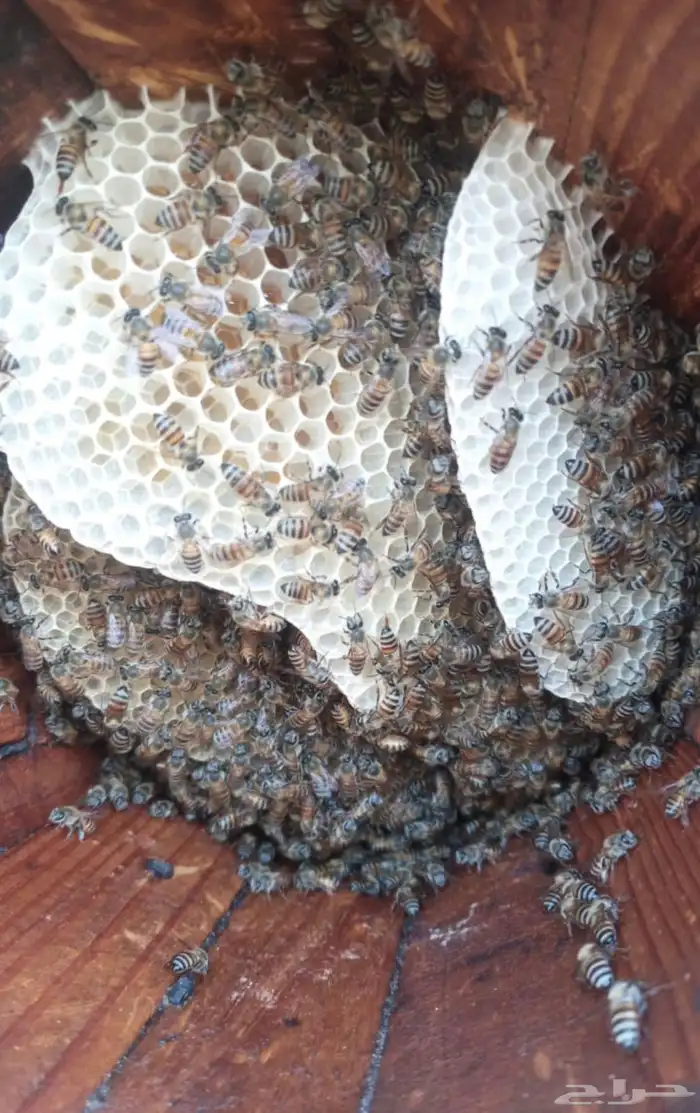 نحل للبيع جاهز للسدره 2