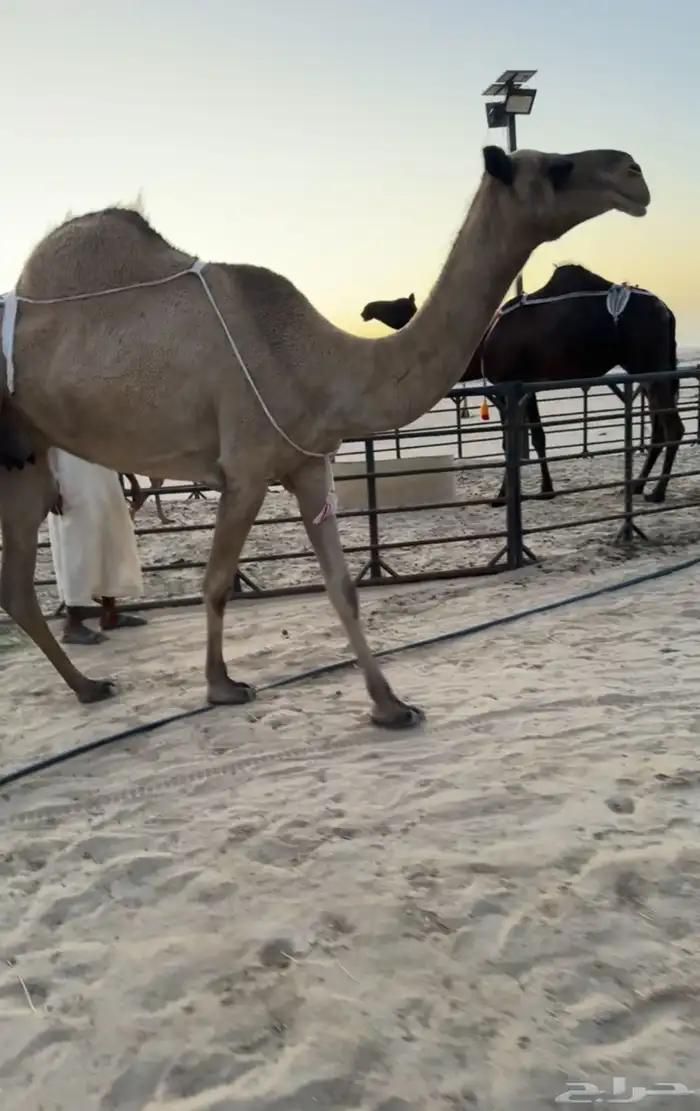 عشرا صفرا حدرها قعود 0