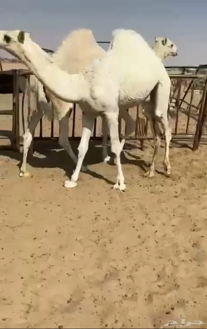 قعودين مفاريد زواج او مبداء كفو التواصل اتصال 0