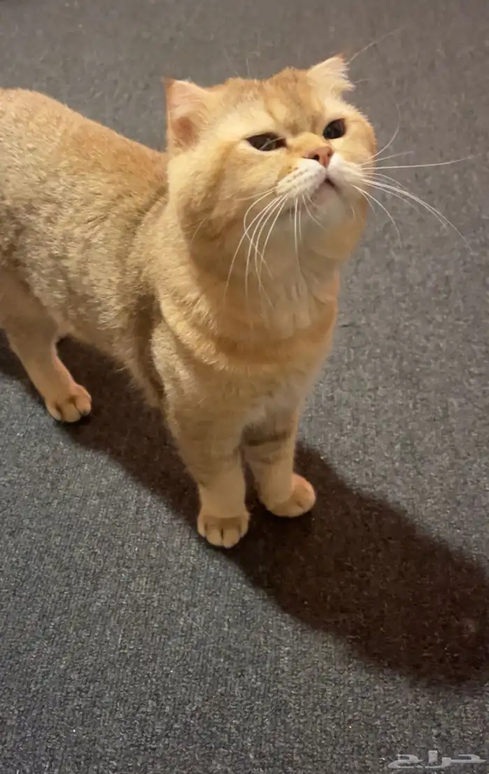 سكوتش شورت هير ذهبي 0