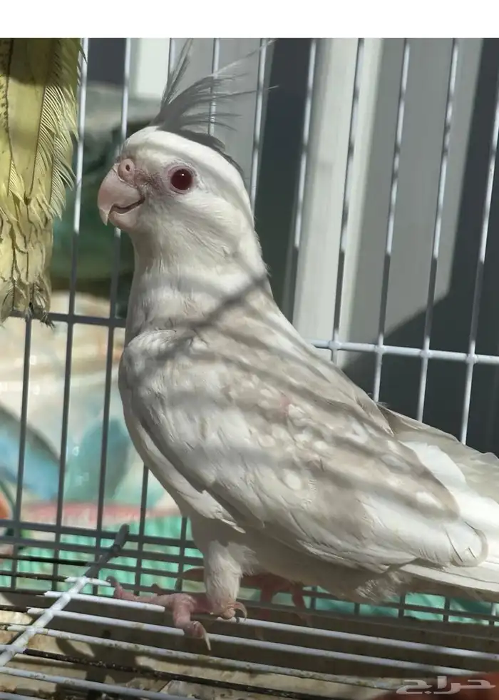 فروخ كروان 4