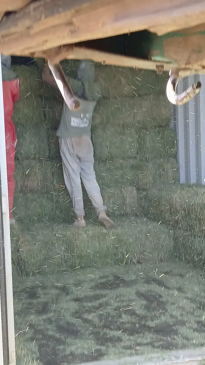 برسيم صافي محلي ومستورد 4