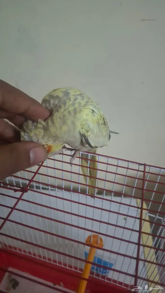 السلام عليكم أعرض لكم كروان وليف مره وهدد دخلي 5