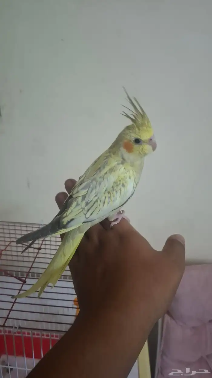 السلام عليكم أعرض لكم كروان وليف مره وهدد دخلي 2