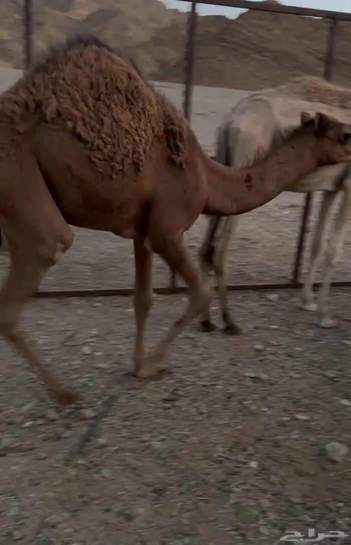 جمل احمر طيب 3