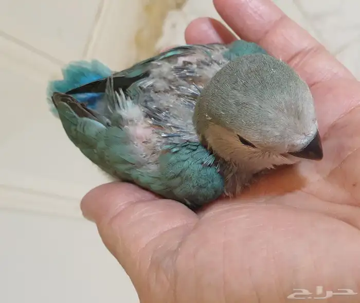 فرخ روز تركوازي محجل مع ملحقات 1