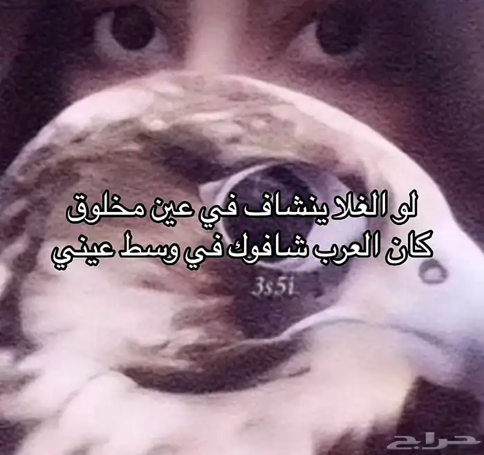 مطلوب بكة او جليمية 0