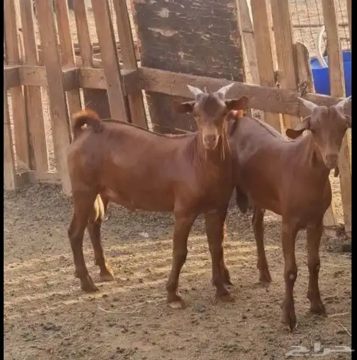 تيس تيوس لبانيه 0