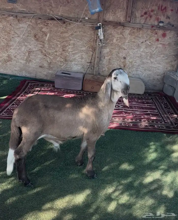 خروف ساكني انتاج محلي 1