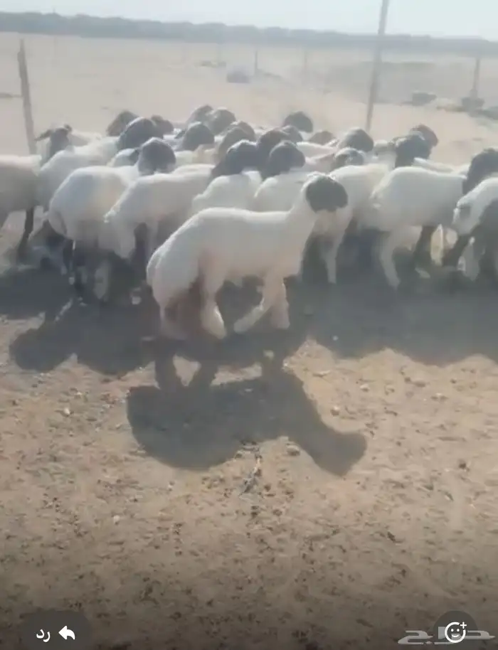 للبيع جذعات 1