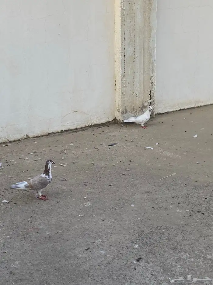 محاكر وحمام ودجاج 3