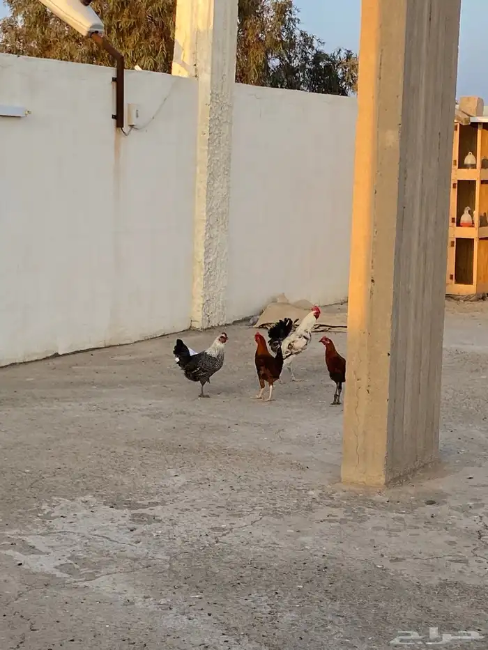 محاكر وحمام ودجاج 1