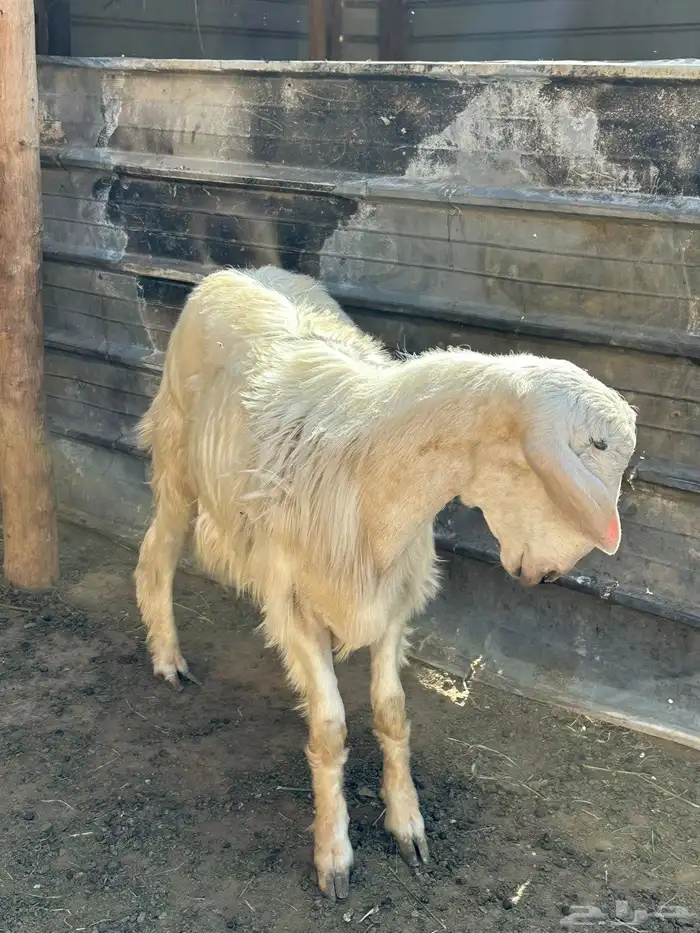 خروف 0