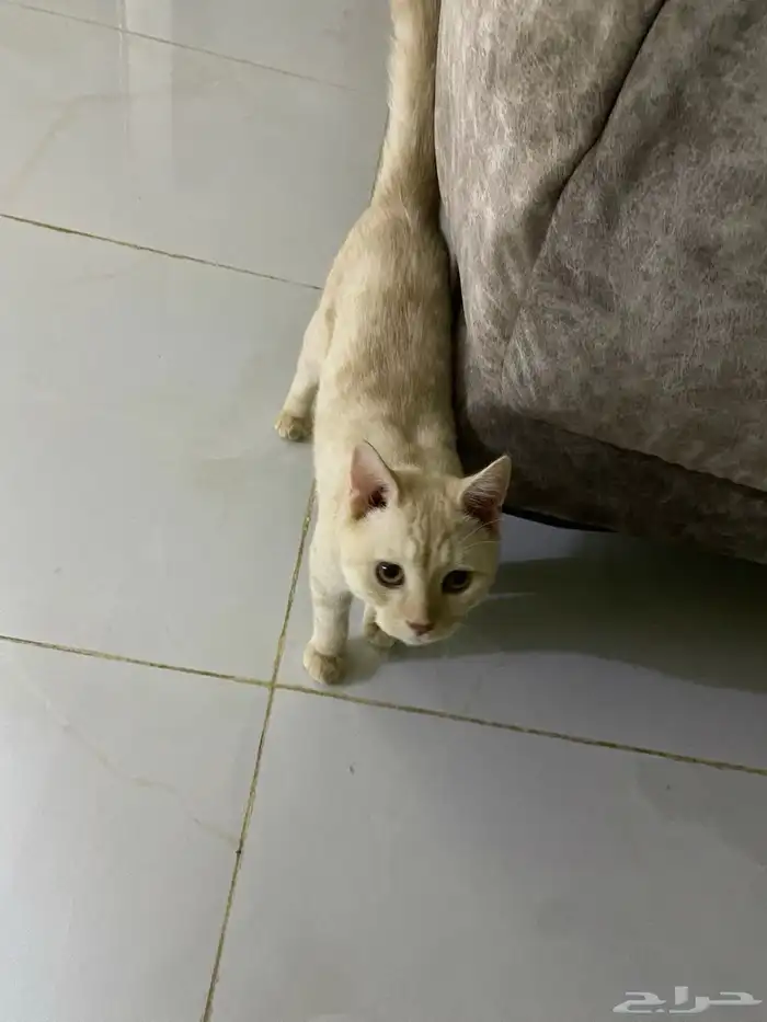 قط البيع 1