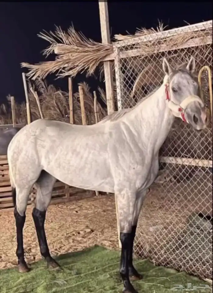 فرس مشروكه 1