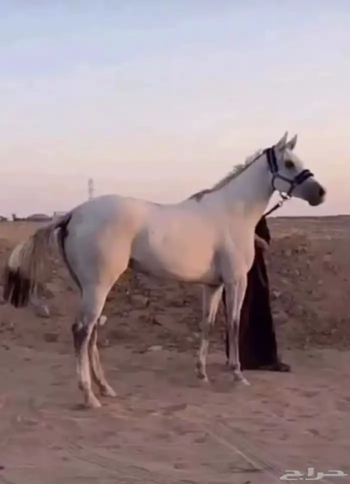 فرس مشروكه 3