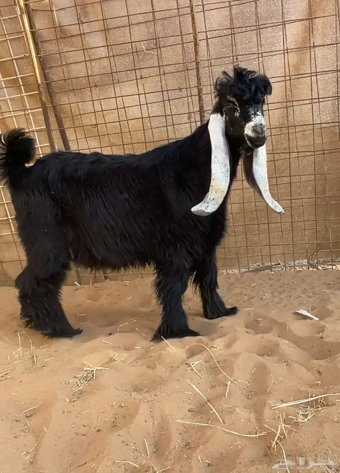تيس عارضي صنف 2