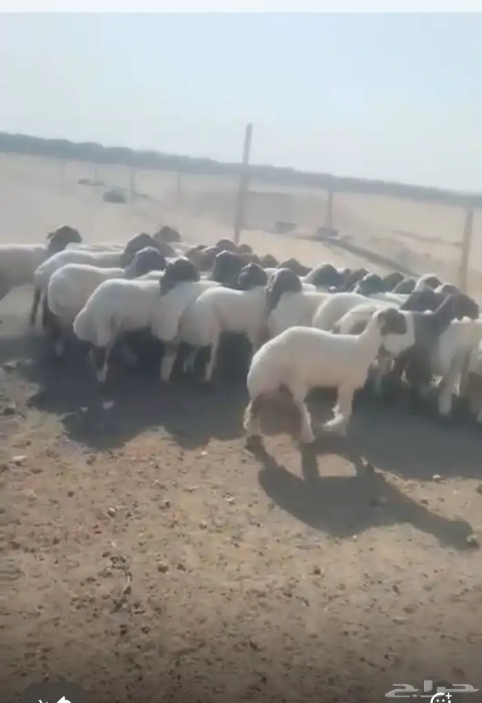 للبيع جذعات 0