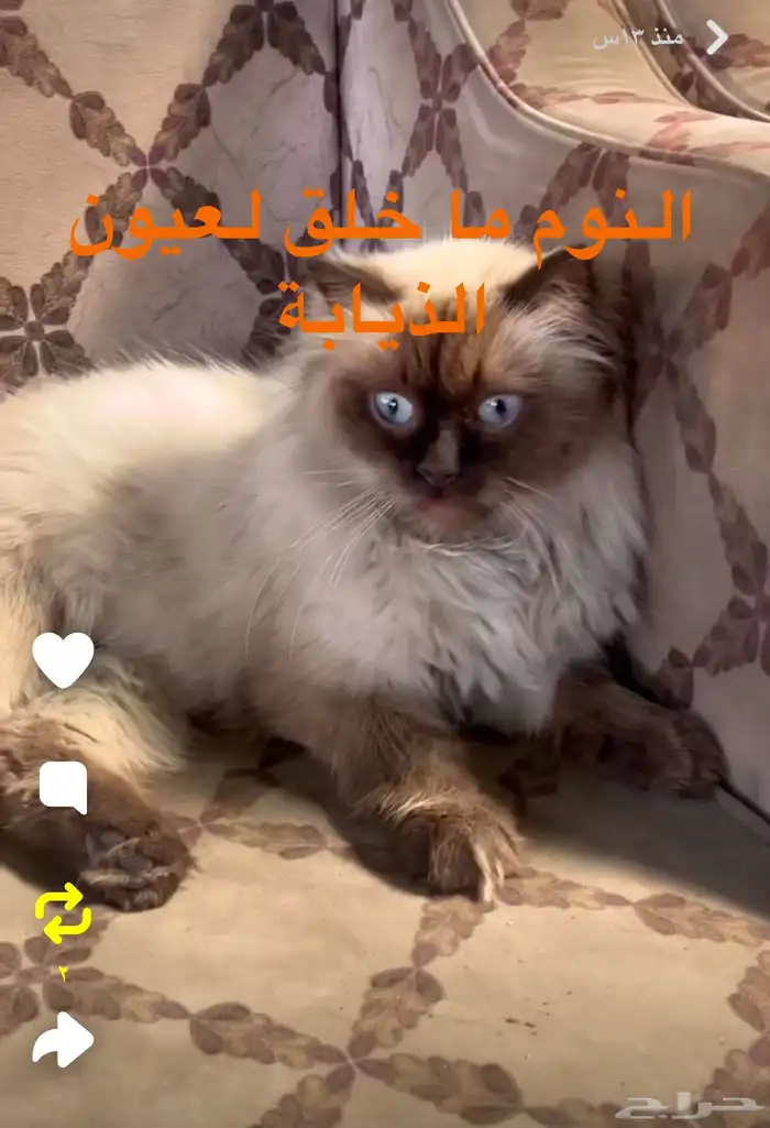 قط الهملايا 0