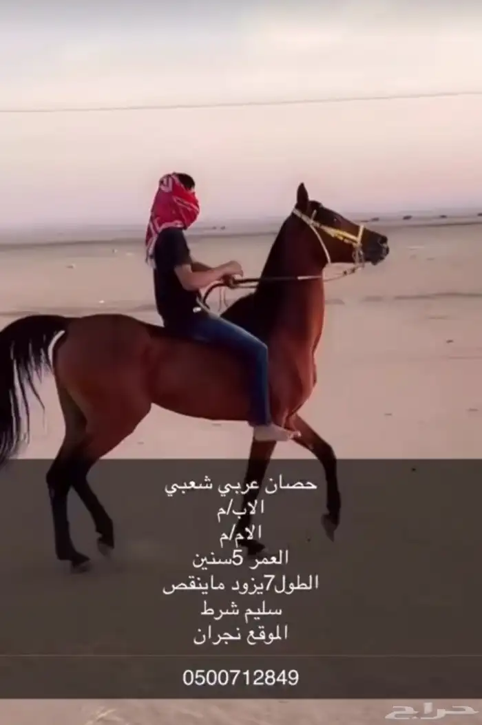 حصان شعبي 2