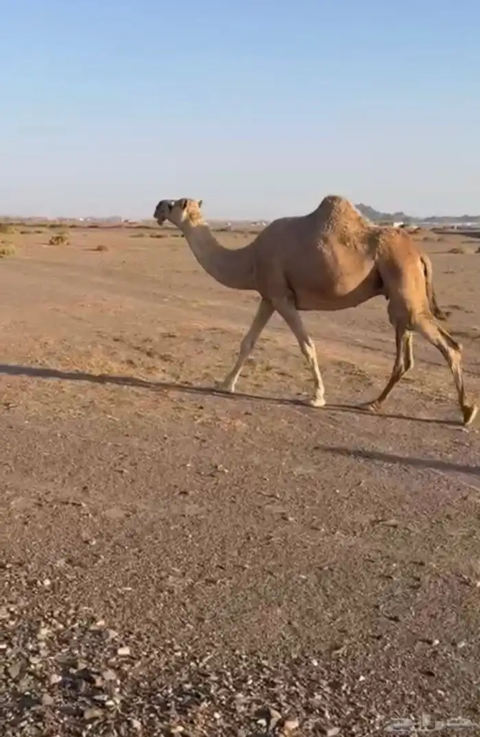 ناقتين لقحات حمرا شماليه وضحا ابضا  شماليه مشروطات 7
