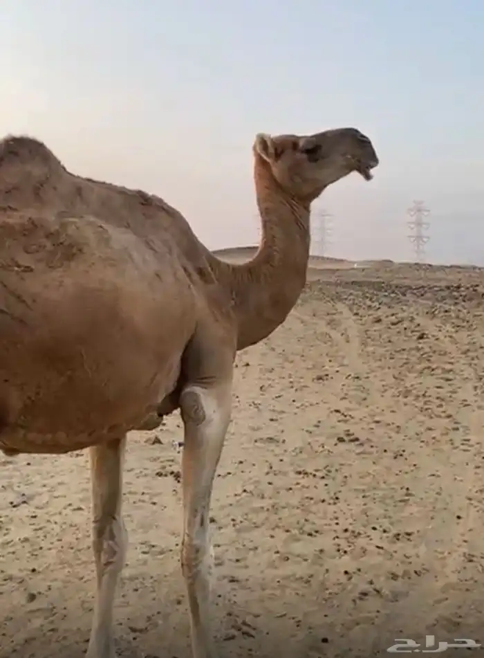 ناقة باكستانية عشرا 0