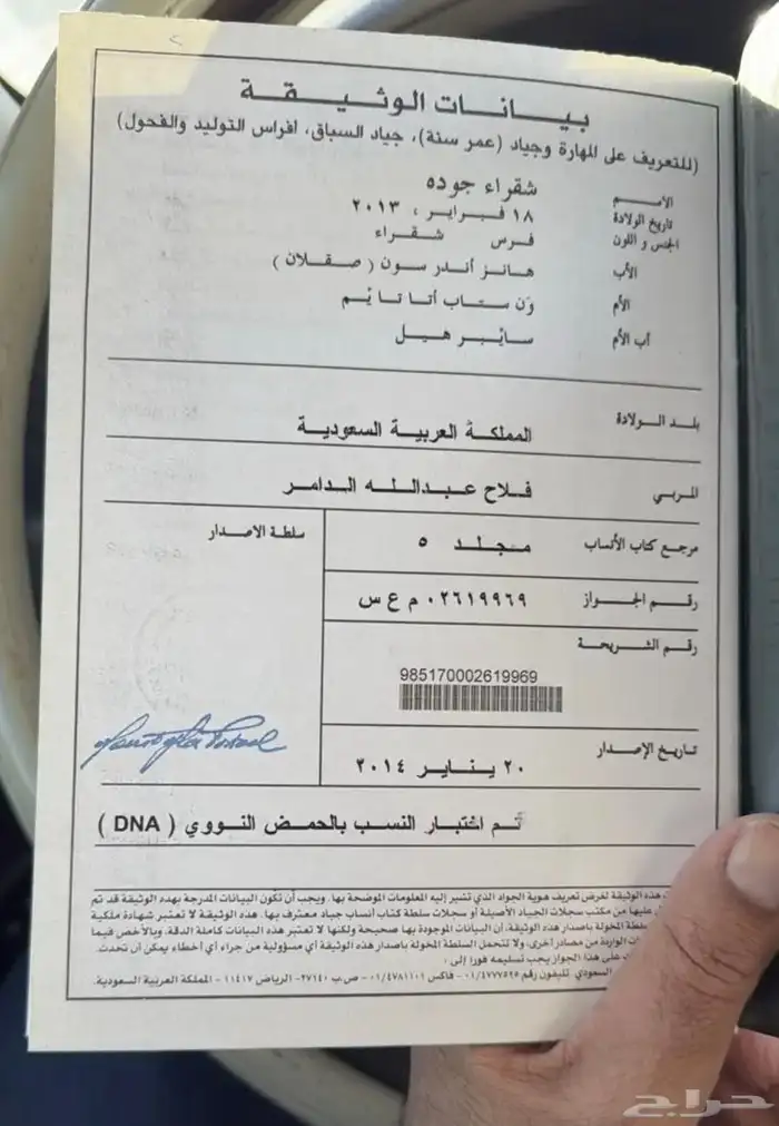 فرس للبيع مع اولادها 3