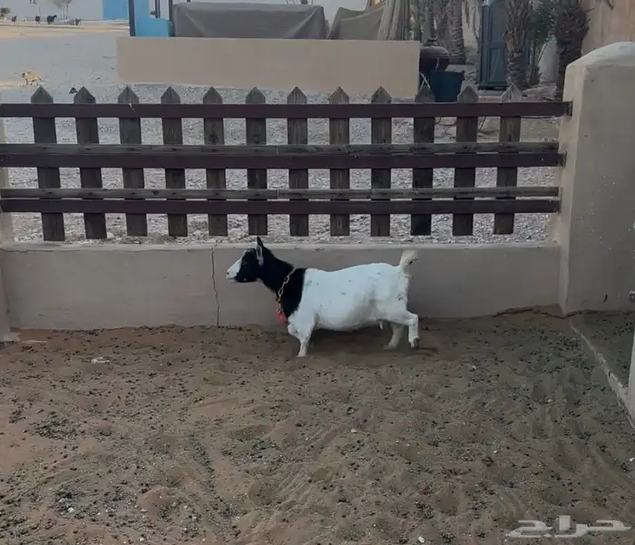 للبيع ماعز قزم 3