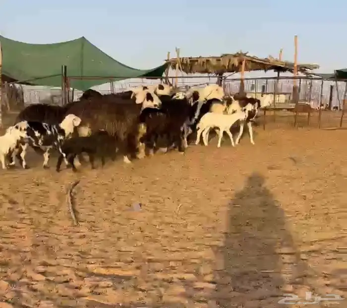 نجد مواليد ودفيع طيبه((( تم البيع ))) 0