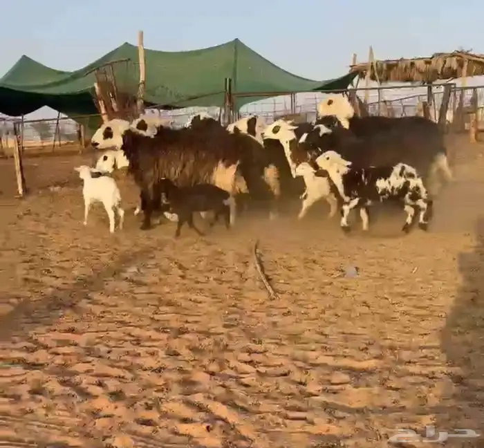 نجد مواليد ودفيع طيبه((( تم البيع ))) 1