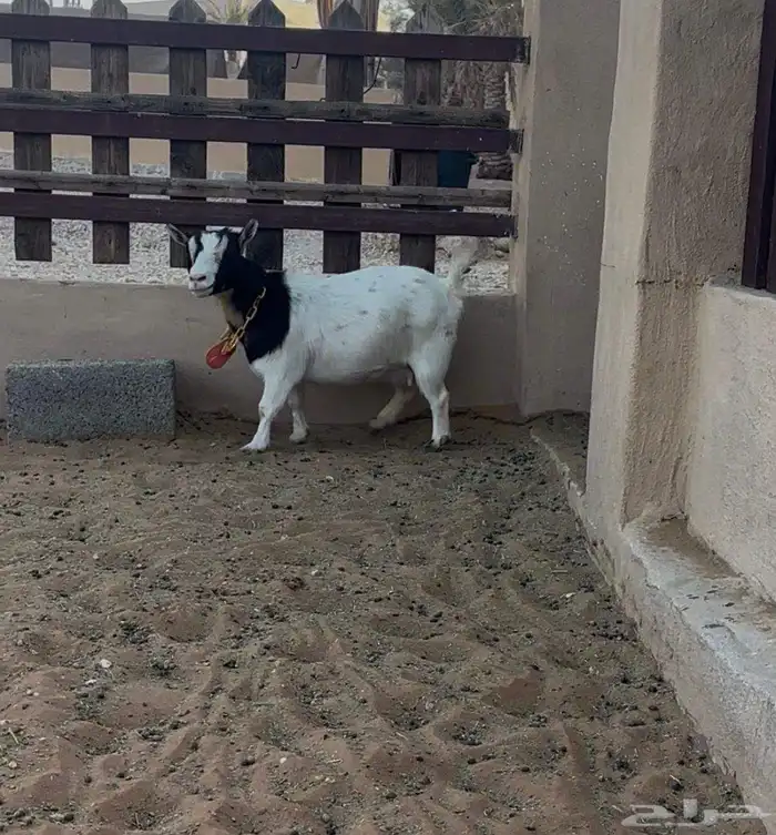 للبيع ماعز قزم 2