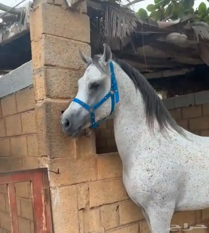 حصان فخم طرب حار 11