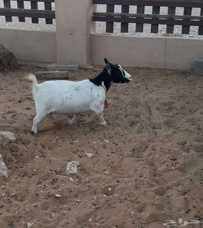 للبيع ماعز قزم 0